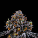 Rodeo | Wizard Trees - Only Seeds