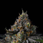 Galactic Rainbow | Wizard Trees - Only Seeds