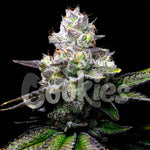 Melted Scoopz | Cookies Seeds - Only Seeds