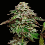 Blue Gem | Paradise Seeds - Only Seeds