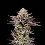 Hot Wheelz | Nine Weeks Harvest - Only Seeds