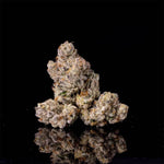 11:11 x Zangria | Wizard Trees - Only Seeds