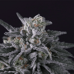 Gulupa | Paradise Seeds - Only Seeds