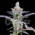 Dirty Money | Cookies Seeds - Only Seeds