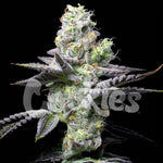 Wet Wet | Cookies Seeds - Only Seeds