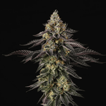Sunset Paradise | Paradise Seeds - Only Seeds