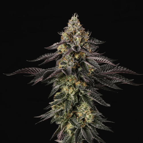 Sunset Paradise | Paradise Seeds - Only Seeds Europe