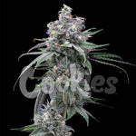 Pie Piss | Cookies Seeds - Only Seeds