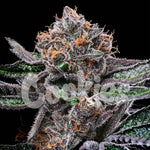 Candy Candy | Cookies Seeds - Only Seeds