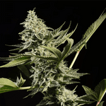 Glowstarz | Paradise Seeds - Only Seeds