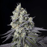 Purple Mints | Paradise Seeds - Only Seeds