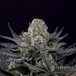 Caramba | Paradise Seeds - Only Seeds