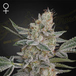 Super Lemon Haze x RS11 | Green House Seeds - Only Seeds