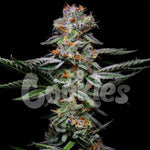 Grapefruitz | Cookies Seeds - Only Seeds