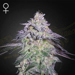 Nori Cake | Green House Seeds - Only Seeds