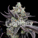 Tie Die | Cookies Seeds - Only Seeds