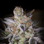 Sweetopia | Paradise Seeds - Only Seeds