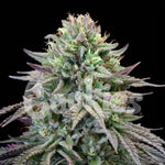 Cherry Cooks | Cookies Seeds - Only Seeds
