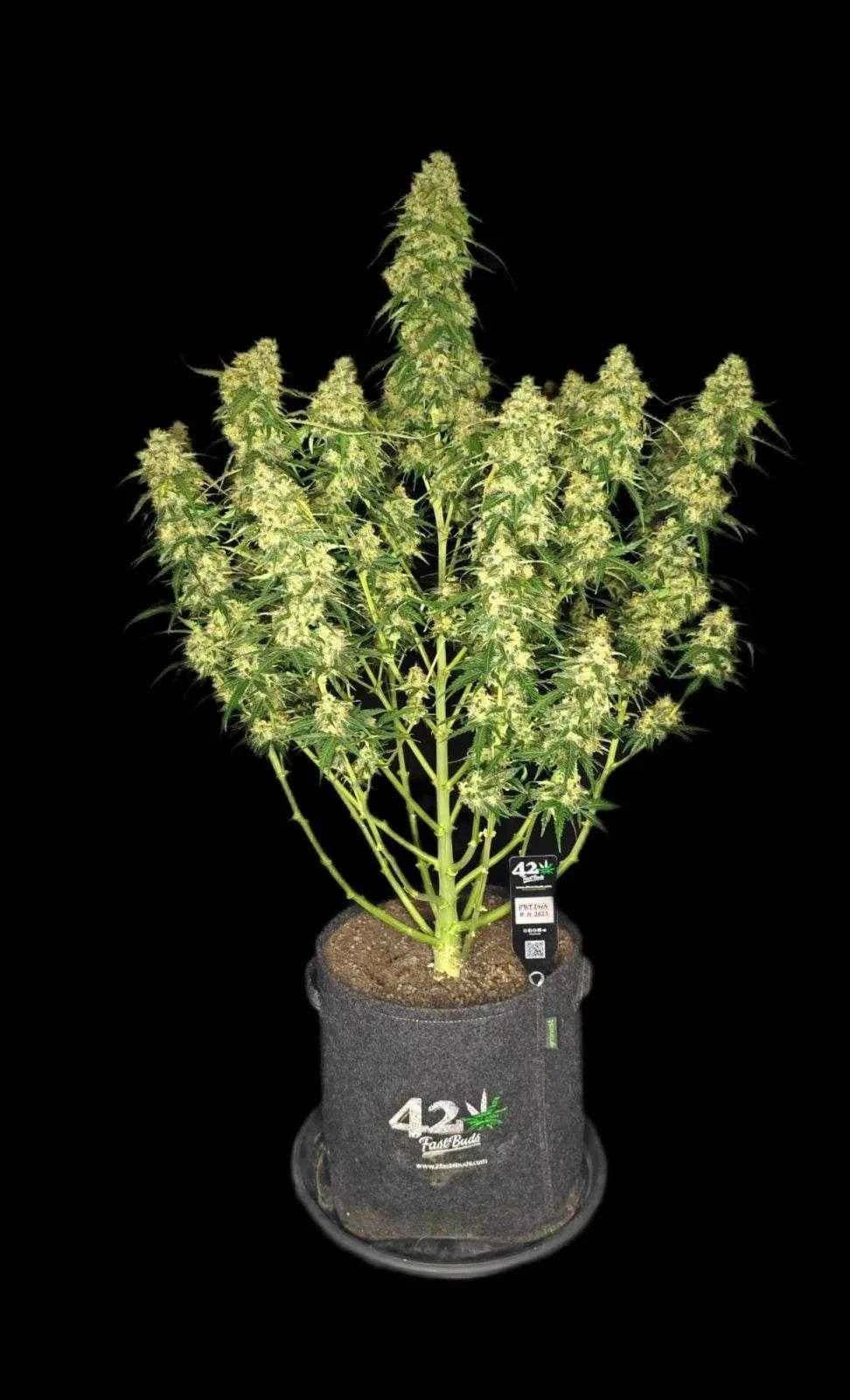 Sour Jealousy Auto | Fast Buds