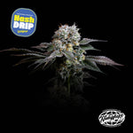 Hash Drip | Nine Weeks Harvest - Only Seeds