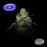 Papaya Zorroz | Nine Weeks Harvest - Only Seeds