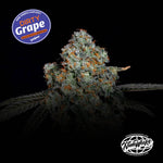 Dirty Grape | Nine Weeks Harvest - Only Seeds