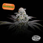 Dulce de Gas | Nine Weeks Harvest - Only Seeds