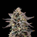 Ztilton | Nine Weeks Harvest - Only Seeds