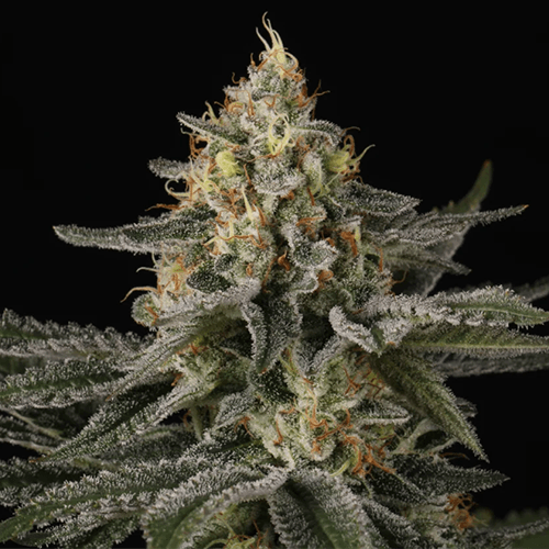 Sunset Paradise | Paradise Seeds