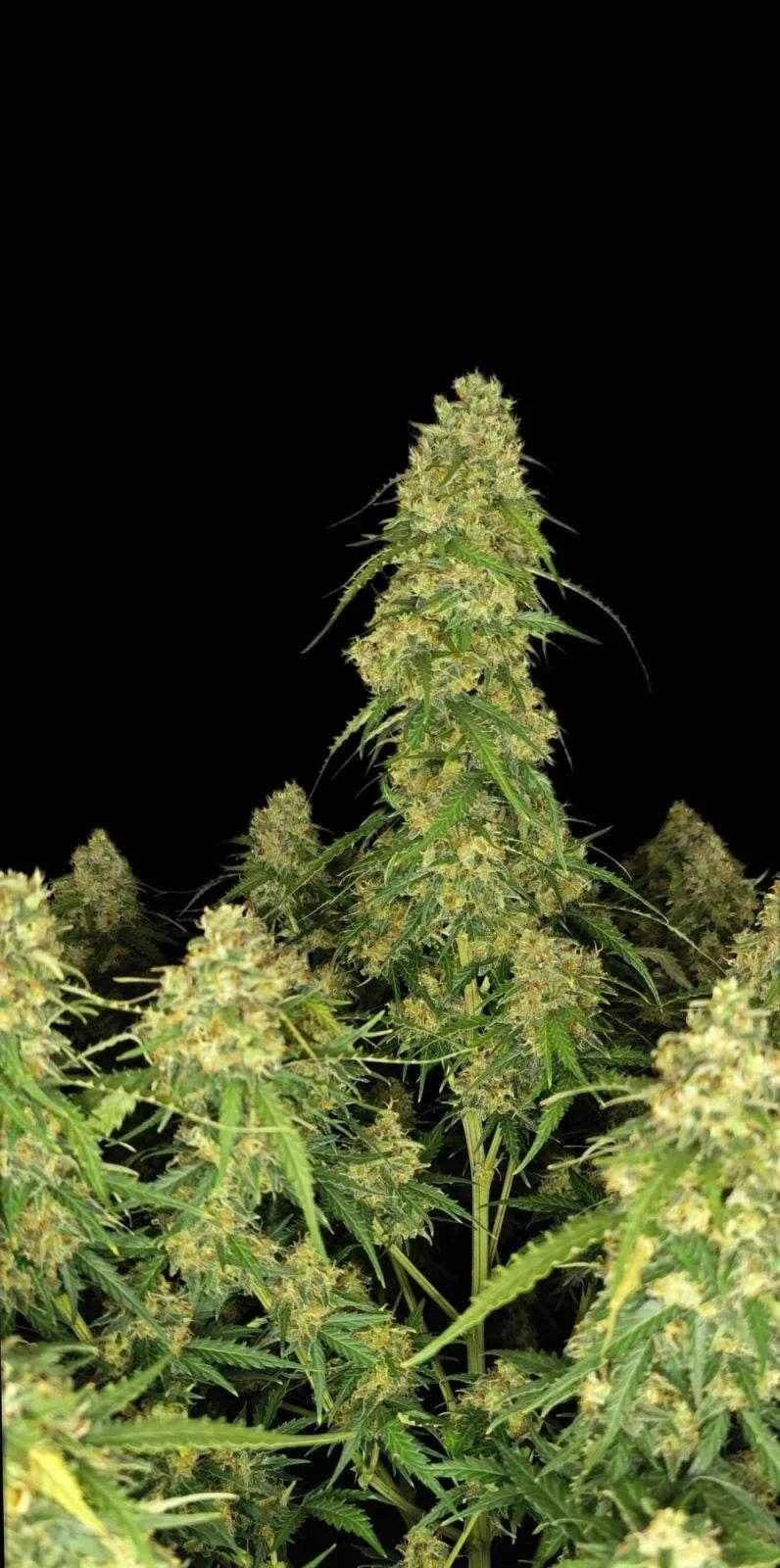 Sour Jealousy Auto | Fast Buds