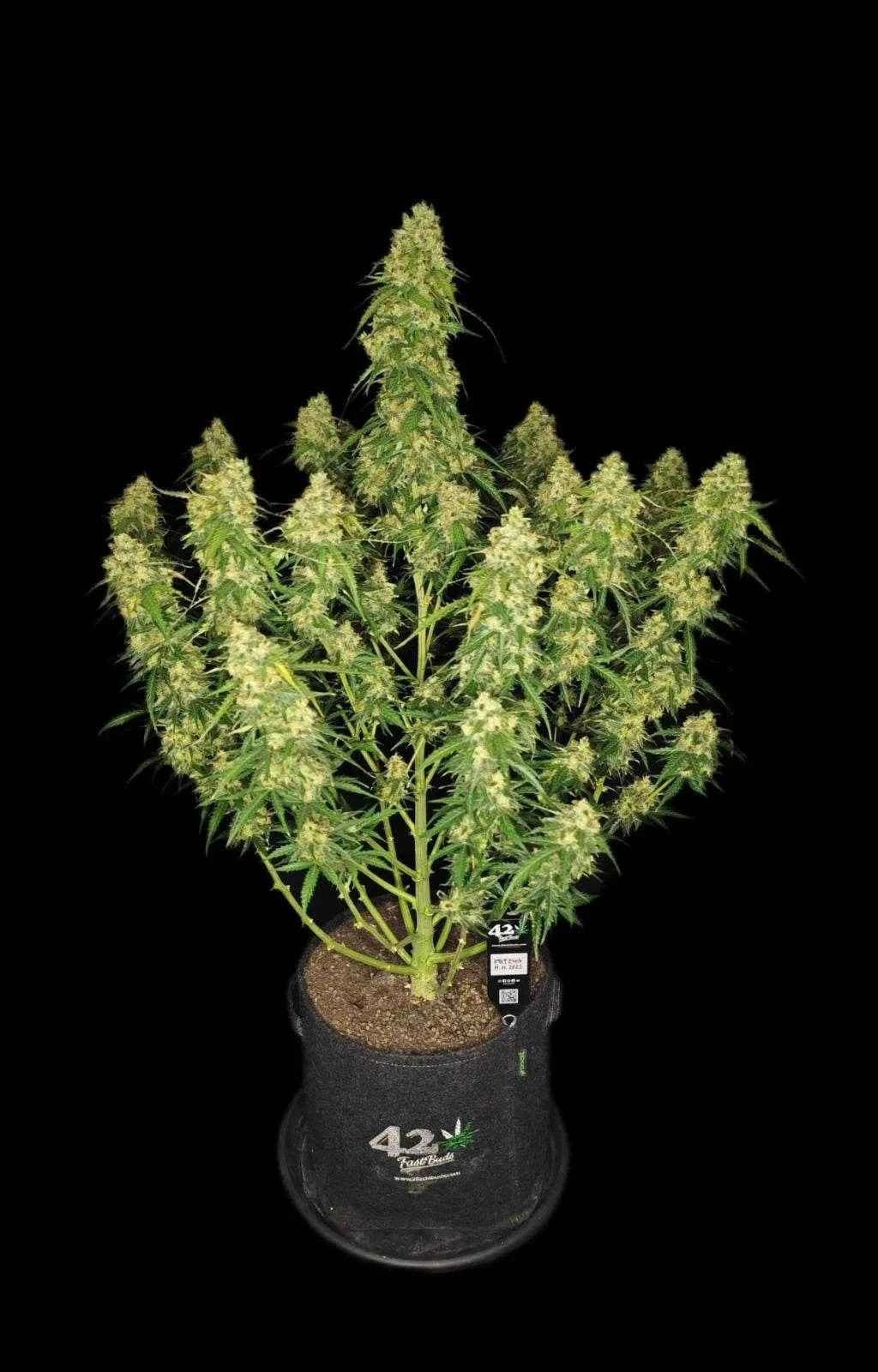 Sour Jealousy Auto | Fast Buds