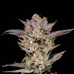 Lychee | Nine Weeks Harvest - Only Seeds