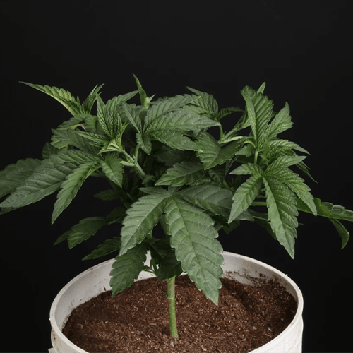 Sunset Paradise | Paradise Seeds