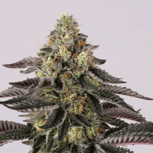 Sunset Paradise | Paradise Seeds