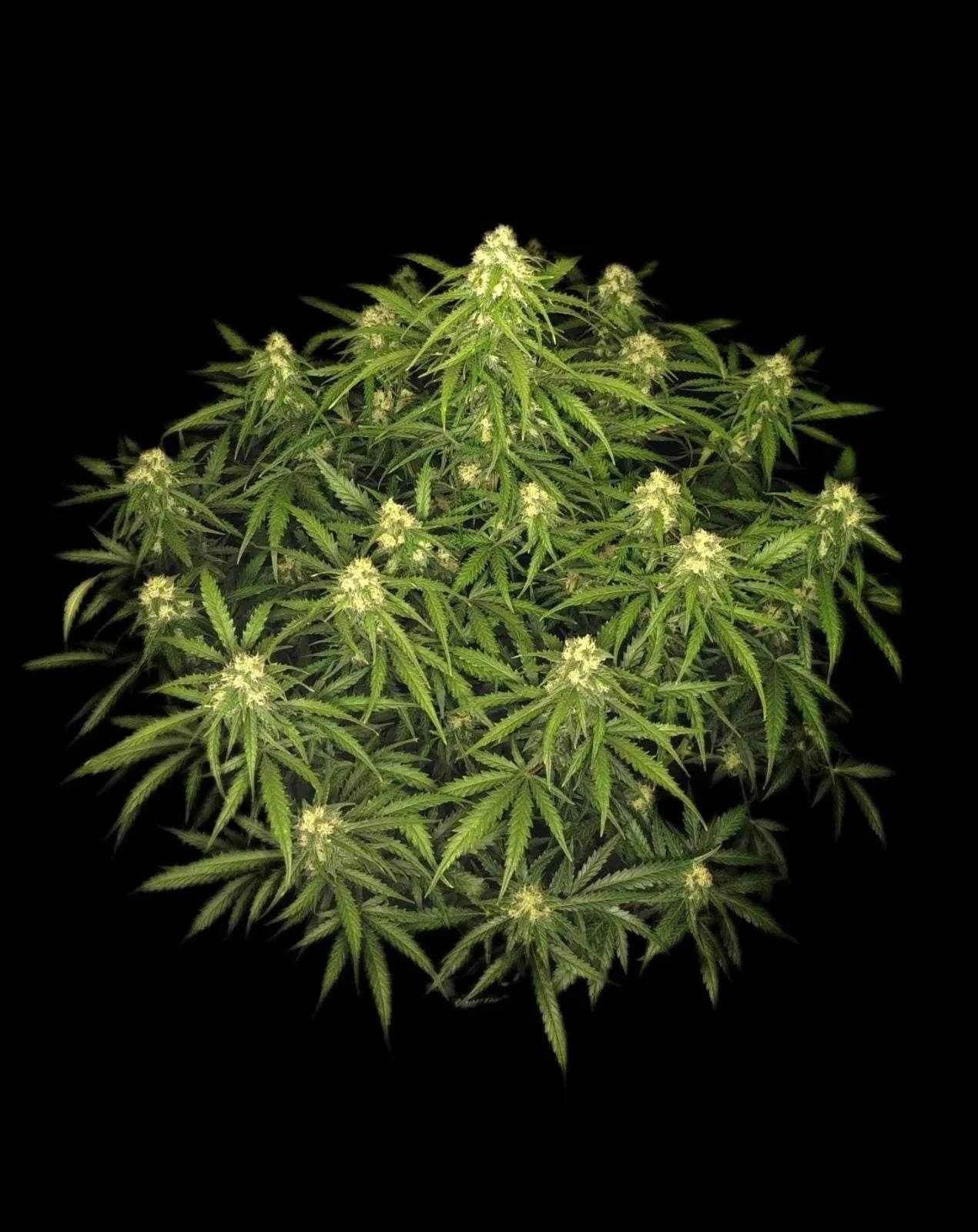 Sour Jealousy Auto | Fast Buds