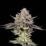 Gary Patron | Nine Weeks Harvest - Only Seeds