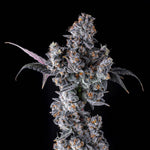 French Lotus | Maven Genetics - Only Seeds