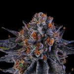 Tea Time | Wizard Trees - Only Seeds