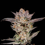 Mylar Magic 2.0 | Nine Weeks Harvest - Only Seeds