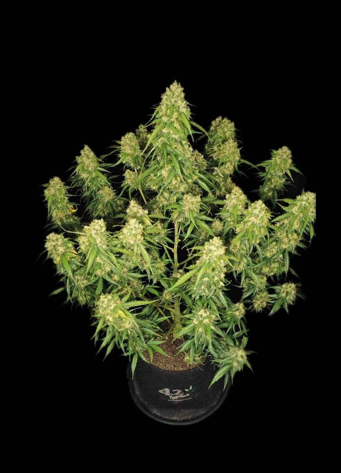 Sour Jealousy Auto | Fast Buds