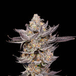 Dirty Girl | Nine Weeks Harvest - Only Seeds
