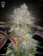Alienz | Green House Seeds - Only Seeds