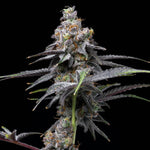 Animal Cake x Hollywood | Cookies Seeds - Only Seeds