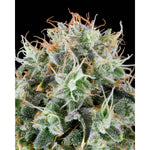 Apple Drops | Grounded Genetics - Only Seeds