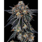 Blue Fumez | Grounded Genetics - Only Seeds