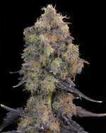 Blueberry Zkunk | Grounded Genetics - Only Seeds