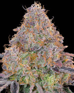 Bluzzi | Grounded Genetics - Only Seeds