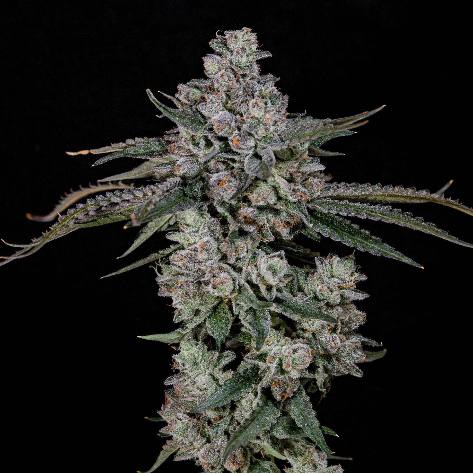 British Delight | Wizard Trees
