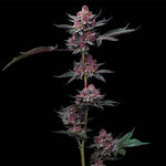 Cherry Poppers | Barneys Farm - Only Seeds
