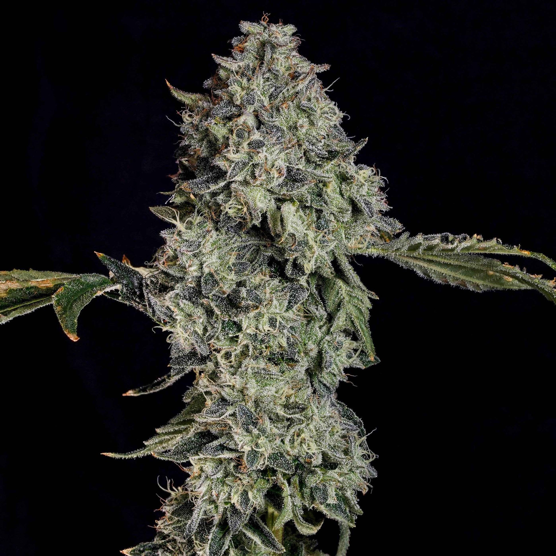 Grape Pak | Nine Weeks Harvest